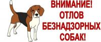 С 15 апреля 2024 года на территории Хадыженского городского поселения Апшеронского района будут проводиться мероприятия по отлову безнадзорных животных (собак).